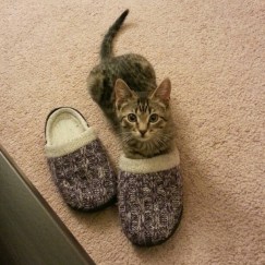 My kitten, Finn, is not vegan.