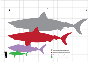 Source: Wikimedia Commons http://en.wikipedia.org/wiki/File:Megalodon_scale.svg Megalodon_scale.svg