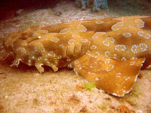 Source: Creative Commons Wobbegong