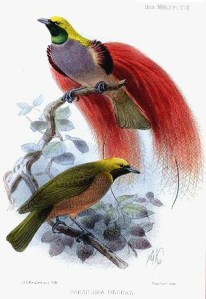 Paradesia_decora_Keulemans