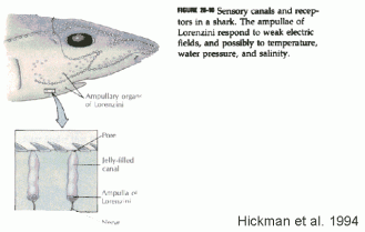 Fig28-10_ampullae_of_Lorenzini
